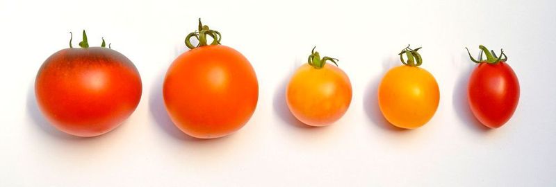 Moderne Tomatensorten, haben im Verlauf der Züchtung unter anderem an Geschmack verloren. (Symbolbild)