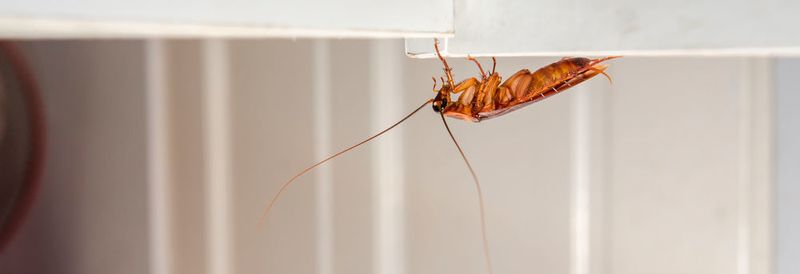 Insekten können mit speziellen Haftorganen auf nahezu allen Oberflächen problemlos laufen und klettern.
