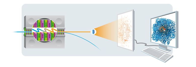 Prinzip der Röntgenkristallographie: Ein Elektronenstrahl (blau) erzeugt in der magnetischen Slalombahn eines sogenannten Undulators (links) einen Röntgenblitz (orange). Trifft dieser Blitz auf einen Proteinkristall, entsteht ein charakteristisches Beugungsbild auf dem Detektor, aus dem sich die räumliche Struktur des betreffenden Proteins am Computer berechnen lässt.