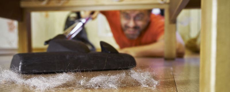 Chitin bildet auch das Außenskelett von Insekten und Spinnentieren, zu denen auch die so genannten Hausstaubmilben gehören, und ist daher wichtiger Bestandteil von Hausstauballergenen.