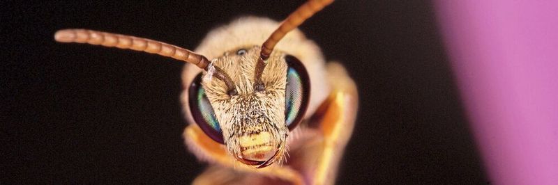 Die Wildbiene Halictus subauratu