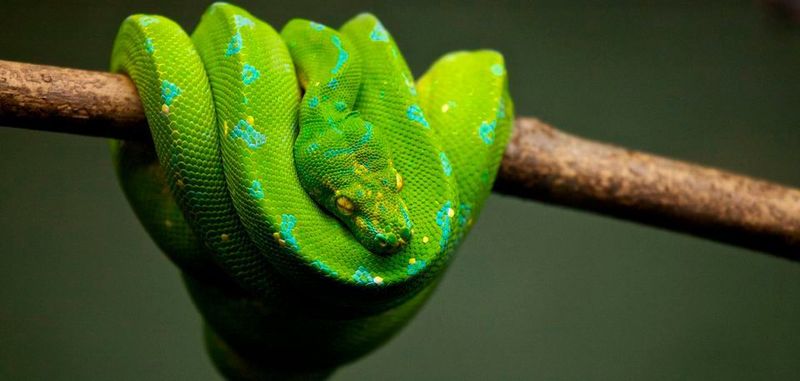 Ein Startup namens Fastai soll Entwicklern helfen, KI-bezogene Aufgaben mit seiner Deep Learning Library für Python durchzuführen.