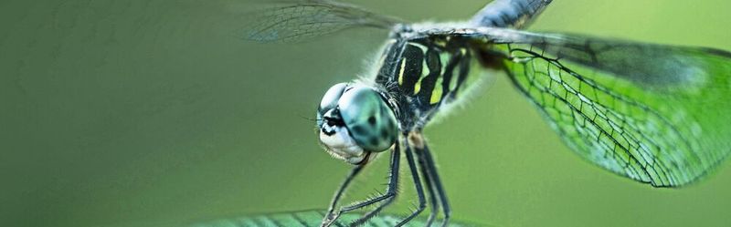 Die leichten Flügel der Libelle werden durch eine komplexe Flügeladerung stabilisiert –
ein bionisches Vorbild für den Leichtbau.