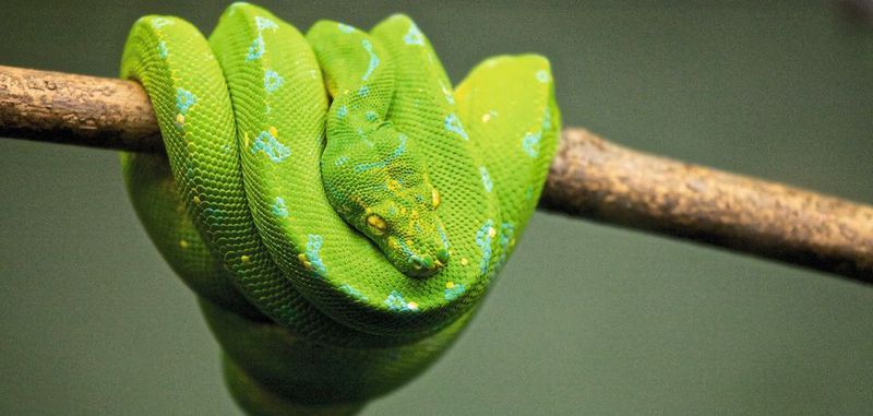 Ein Start-up namens FastAi soll Entwicklern helfen, KI-bezogene Aufgaben mit seiner Deep Learning Library für Python durchzuführen.