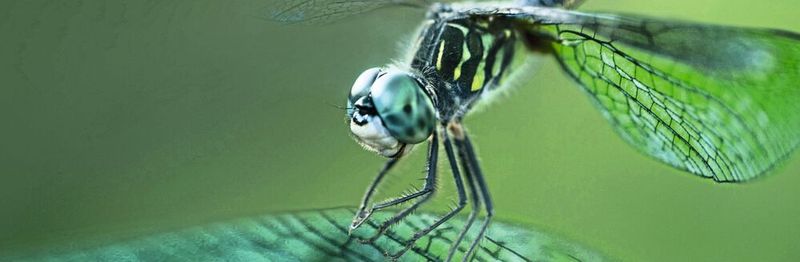 The light wings of the dragonfly are stabilized by a complex web of veins — a bionic model for lightweight design.