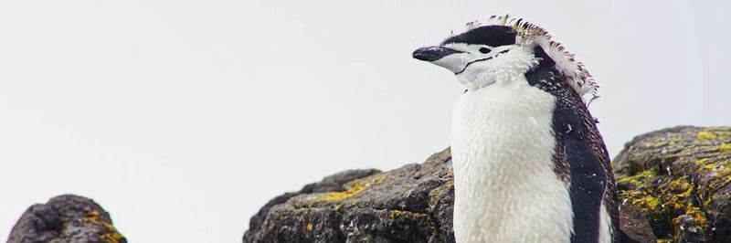 Acht Pinguinarten sind in der Antarktis zu Hause – im Bild ein Zügelpinguin – und trotzen den extremen Umweltbedingungen. Auch eine Photovoltaik-Lösung hält diesem Klima nun stand.