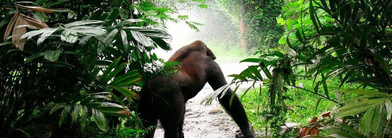 Die Natur als Apotheke? Naturstoffe beispielswiese aus den Regenwäldern Afrikas geraten immer wieder ins Visier der Wirkstoffforschung. Nun haben Forscher einen Wirkstoff aus einer tropischen Regenwald-Liane entdeckt, der das Wachstum von Bauchspeicheldrüsenkrebszellen hemmt. (Symbolbild)
