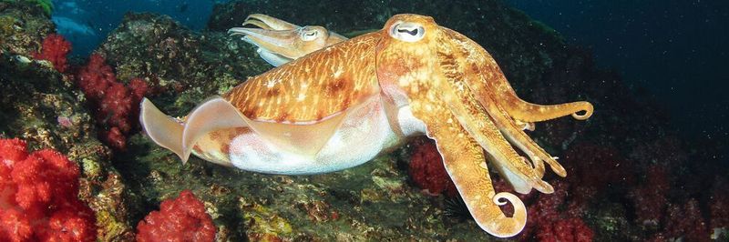 Mit seinem Jet-Antrieb ist der Tintenfisch im maritimen Ökosystem erfolgreich unterwegs. Im Im Business-Ökosystem gewinnen die Tintendrucker immer mehr Raum.