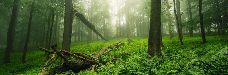 Rund 16 Mio. Tonnen Kohlendioxid können durch den effizienten Einsatz von Elektromotoren gespart werden. Der Wald atmet auf.