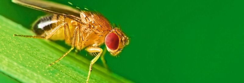 Intensives Licht sorgt dafür, dass Taufliegen länger Mittagspause halten und abends später aktiv werden.