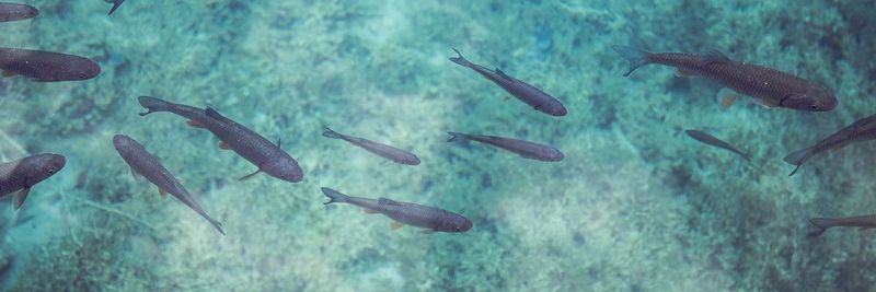 Viele Arten von Süßwasserfischen sind durch den Klimawandel bedroht (Symbolbild).