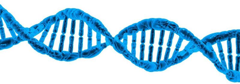 In der weltgrößten genetischen Studie zu Arthrose fanden die Forscher neben 52 neue Veränderungen im Erbgut, die mit Arthrose in Verbindung stehen, auch Ansätze, um die Krankheit medikamentös besser behandeln zu können. (Symbolbild)