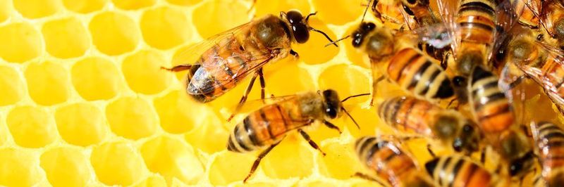 Bei der Schwarmintelligenz bilden individuelle Fähig- und Fertigkeiten eine kollektive Intelligenz.