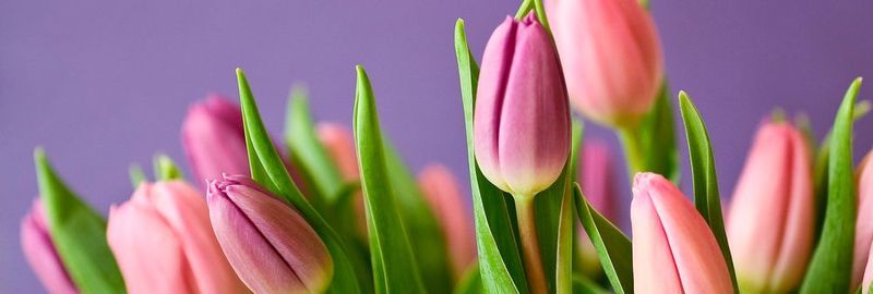 Ein neues, synthetisches Peptid kann das Verwelken von Schnittblumen verzögern. (Symbolbild)