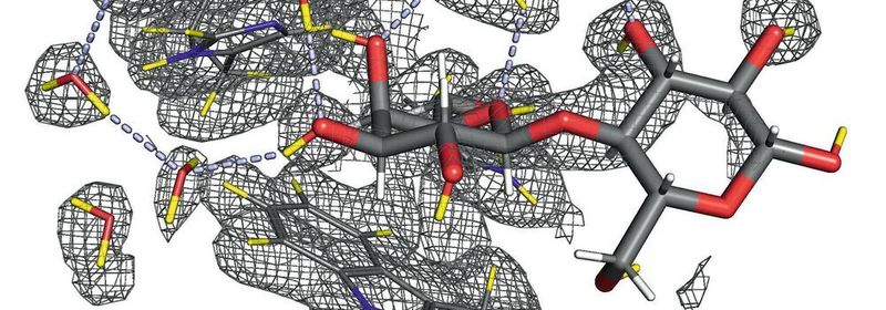 Abb. 1: Galektine sind kohlenstoffbindende Proteine, die sich über die Kohlenstoffmoleküle auf ihrer Oberfläche mit anderen Proteinen verbinden. Eine aktuelle Studie deutet darauf hin, dass Galectin-3 bei der Entwicklung von Brustkrebs und dessen metastasischer Ausbreitung im Körper eine Rolle spielt. (Ausschnitt)