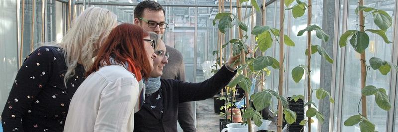 Abb. 1: Am Julius Kühn-Institut (JKI), Bundesforschungsinstitut für Kulturpflanzen in Quedlinburg versuchen einige Forscher, die DNA von Kulturpflanzen wie Soja per Genome Editing gezielt zu verändern, um die „Neue Züchtungstechnik“ und mögliche Risiken wissenschaftlich zu untersuchen.