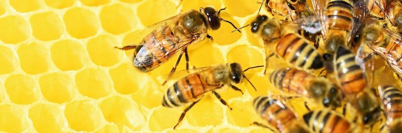 Forscher haben die Effizienz des Schwänzeltanzes von Bienen untersucht (Symbolbild).