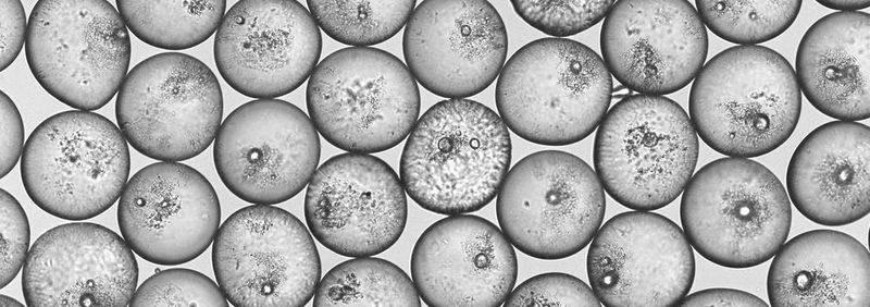 Abb. 1: ETH-Forscher haben ein Verfahren entwickelt, mit dem sie Emulsionstropfen mit einer bestimmten Menge von Partikeln gezielt stabilisieren können.