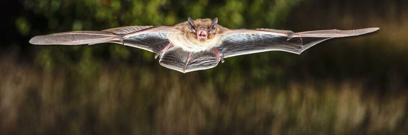 Eine Rauhautfledermaus (Pipistrellus nathusii)