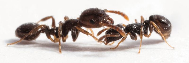 Eine sklavenhaltende Ameise der Art Temnothorax americanus (l.) interagiert mit einer Wirtsameise (Temnothorax longispinosus) bei einer Nestinvasion.