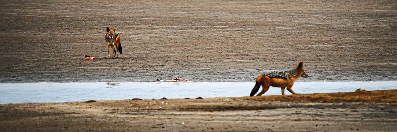 Schakale beim Verzehr von Wasservögeln in Namibia