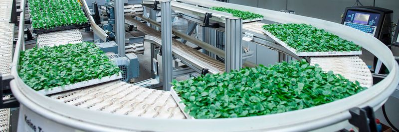 Beim Gemüse- und Blumenzüchter Volmary kennt die übergeordnete Steuerung den Inhalt jedes einzelnen Trays und übermittelt der Kommissionieranlage die Information, zu welcher Kundenorder er gehört.