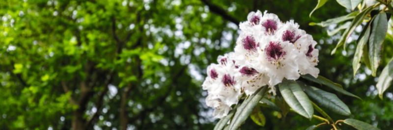 Der Rhododendron gilt als eine der typischen Wirtspflanzen des Schaderregers Phytophthora ramorum.
