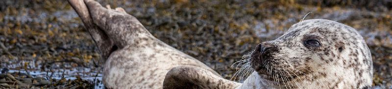 Die modulare Architektur von MariaDB erlaubt es, für unterschiedliche Anforderungen verschiedene Speicher-Engines zu nutzen.
