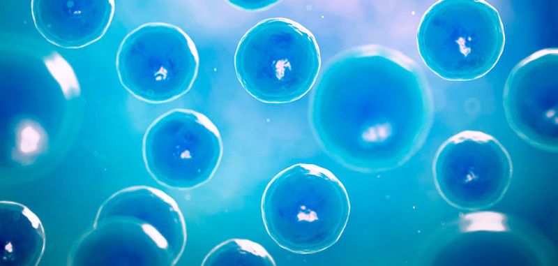 ETH-Forscher bauten nach digitalem Vorbild menschlichen Zellen zwei Rechnerkerne aus biologischen Materialien ein.