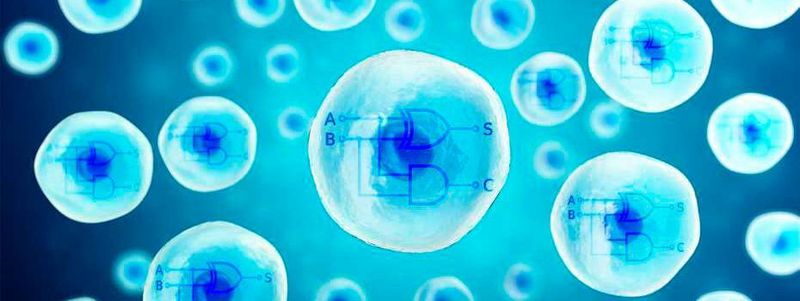 ETH-Forscher bauten nach digitalem Vorbild menschlichen Zellen zwei Rechnerkerne aus biologischen Materialien ein.