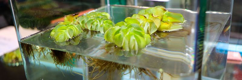 Die wasserabweisende Oberfläche der Schwimmfarne (Salvinia) dient als Vorbild für die Luftbeschichtung von Schiffen.