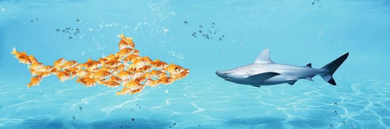 Der Managed-Services-Markt ist verlockend. Daher schwimmen viele getarnte Fische unter den Haien.