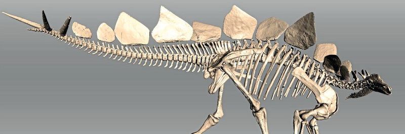 Detailgetreues 3D-Modell eines Stegosaurus.
