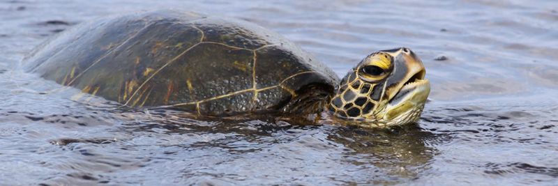 Sea Turtle heißt Meeresschildkröte – und die schwimmt offenbar immer noch.