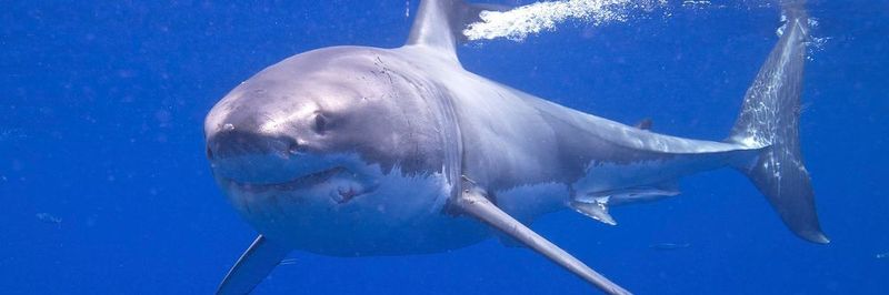 Scheinbar ohne großen Kraftaufwand gleiten Haie mit hoher Geschwindigkeit durch das Wasser. Mikroskopisch kleine Rillen auf ihrer Haut verhelfen ihnen zu dieser bemerkenswerten Geschwindigkeit.
