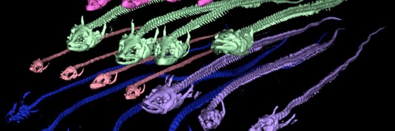 Computertomografische Ansichten der Knochenstruktur von weiblichen und männlichen Aalen verschiedener Reifestadien. ... (Ausschnitt)