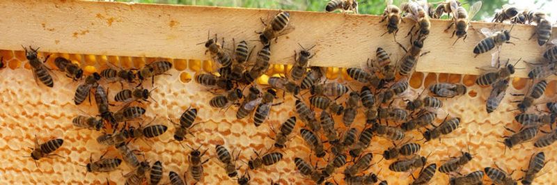 Bienen können in ihrem Bienenstock durch verschiedene Methoden gegen Parasiten kämpfen