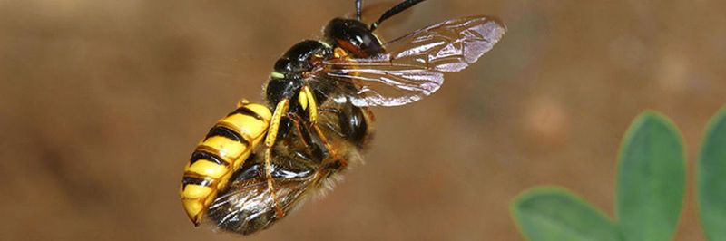 Ein Bienenwolfweibchen trägt eine gelähmte Honigbiene im Flug zu ihrem Nest.