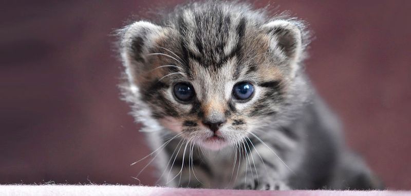 Damit Suchmaschinen eine Katze in unbekannten Bildern erkennen können, kommen Convolutional Neural Networks (CNN) zum Einsatz, diese ließen sich theoretisch auch für die Erkennung von Cyberangriffen nutzen.