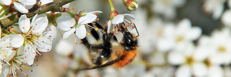 Eine Hummel sammelt Nektar in den Blüten eines Obstbaumes