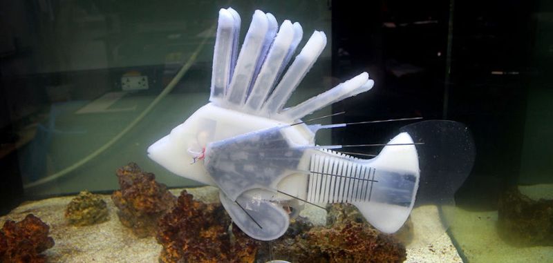 Robo-Fisch: Der Softrobot verfügt über ein künstliches Gefäßsystem, in welchem zusammengeschaltete Redox-Flow-Batterien die integrierte Elektronik mit Energie versorgen. Somit kann der an der Cornell University entwickelte künstliche Rotfeuerfisch schwimmen, ohne Kabel oder eine starre Stromversorgung zu benötigen.
