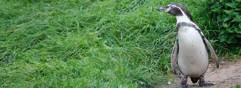 Aud der Suche belastbaren Biomarkern für Erkrankungen haben die Forscher die Reste von den Blutproben analysiert, die Zootieren ohnehin entnommen wurden. Insgesamt waren es 21 Proben von 19 Tierarten, darunter auch ein Humboldt-Pinguin. (Symbolbild)