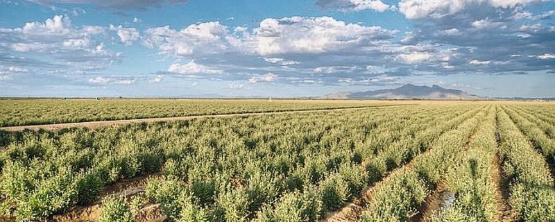 Weil die natürlichen Kautschuk-Vorkommen bedroht sind, suchen Forscher nach Alternativen. Die Guayule-Pflanze ist eine davon.
