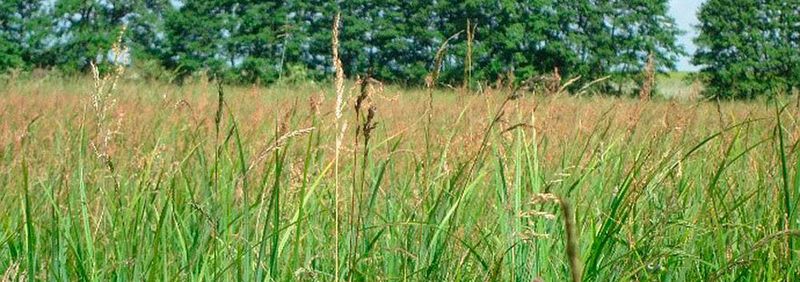 Würzburger Tierökologen haben in einer aktuellen Studie untersucht, ob von Wiesen in Deutschland eine Vergiftungsgefahr ausgeht.