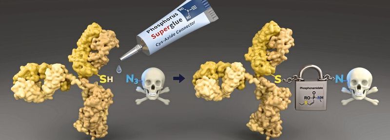 Mithilfe einer neu entwickelten Technologie lassen sich Cysteine (SH) von Tumor-erkennenden Antikörpern (gelb) leicht mit toxischen Wirkstoffmolekülen verbinden. Die Verknüpfung ist während der Zirkulation im Blut sehr stabil und ermöglicht einen sicheren Transport zum Tumor.