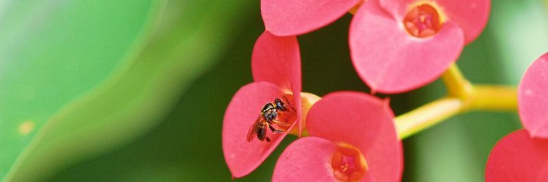 Eine stachellose Biene der Art Plebeia droryana besucht die Blüten von Euphorbia milii