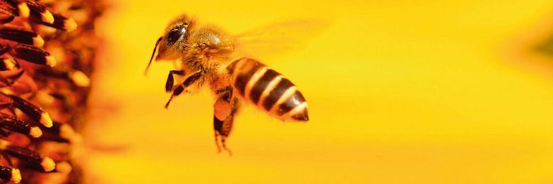 Die Vielfalt der Bienen soll mit einer Genbank gesichert werden (Symbolbild).