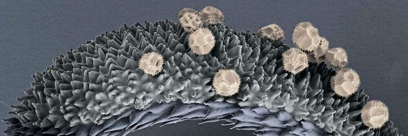Zur Bestäubung haften Pollen auf der so genannten Narbe in der Blüte der Hypochoeris radicata, wie die kolorierte Aufnahme aus dem Rasterelektronenkryomikroskop zeigt.