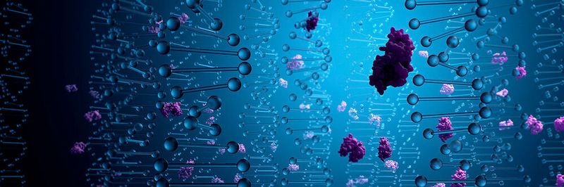 Die Funktion von Proteinen lässt sich anhand ihrer Gestalt erkennen. Forscher des KIT haben eine Methode entwickelt die Proteinstruktur mit Hilfe von KI vorhersagen zu lassen. Dabei werden Programme der automatisierten Sprachübersetzung eingesetzt.