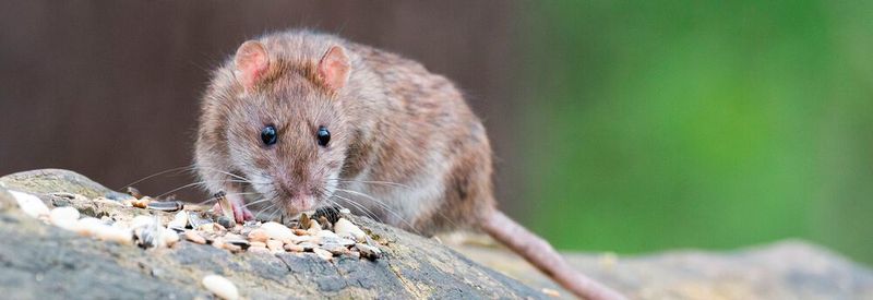 Ratten und andere Nagetiere können Träger gefährlicher multiresistenter Keime sein. Das hat eine aktuelle Studie an Großstadt-Ratten aus Wien gezeigt. (Symbolbild)